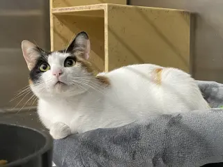 Minky