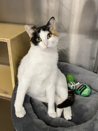 Minky