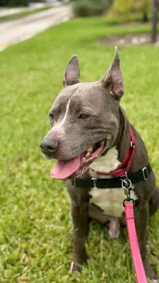 Onyx