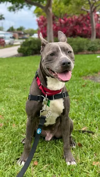 Onyx