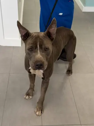 Onyx