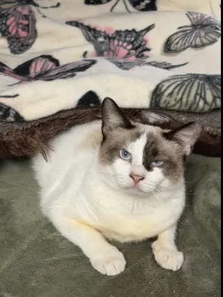 Ella