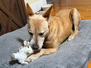 Helen (10yo, 40lbs)