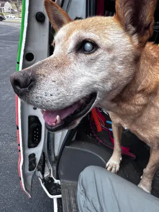 Helen (10yo, 40lbs)