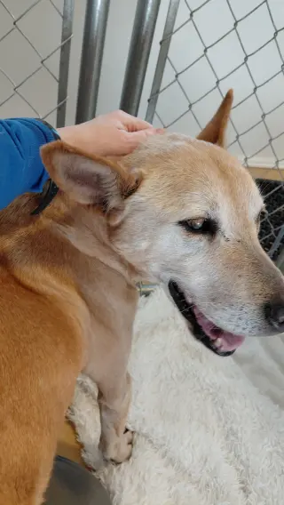 Helen (10yo, 40lbs)