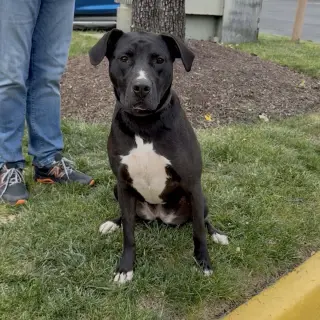 Hershey