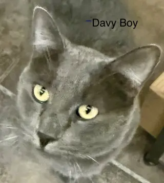 Davey Boy (FIV+)
