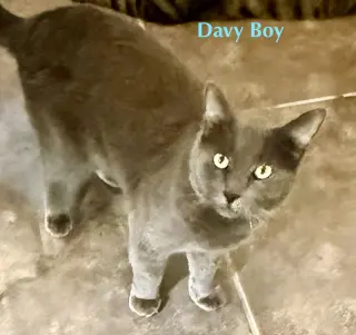 Davey Boy (FIV+)