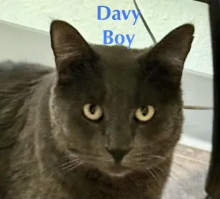 Davey Boy (FIV+)
