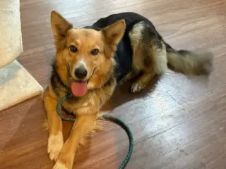 Heidi