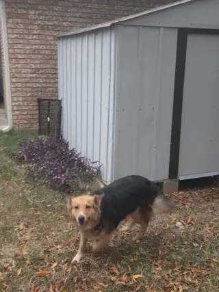 Heidi