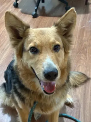 Heidi