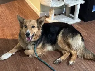 Heidi