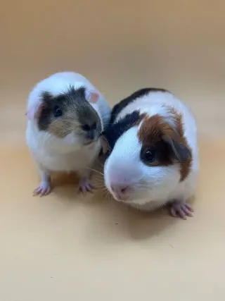 Moonbeam & Sunny