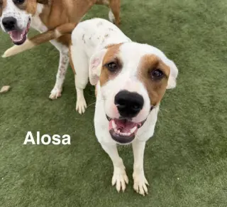 Alosa