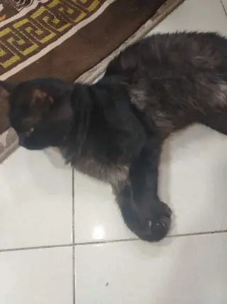 Luca