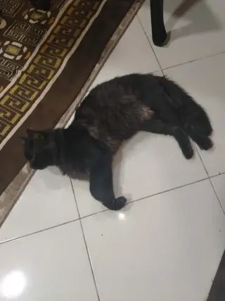Luca
