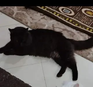 Luca