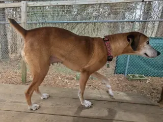 Amelia