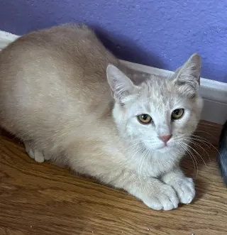 Lux