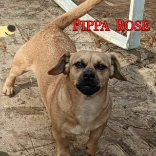 Pippa Rose