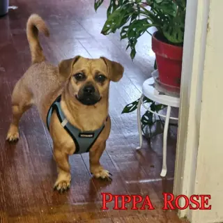 Pippa Rose