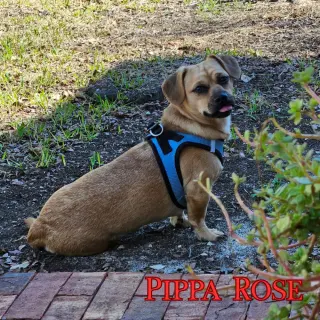 Pippa Rose