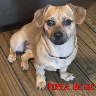 Pippa Rose