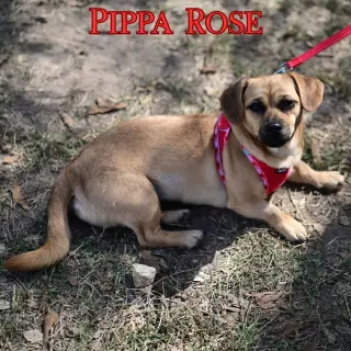 Pippa Rose
