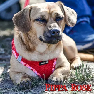 Pippa Rose