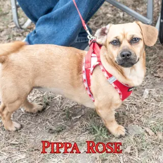 Pippa Rose