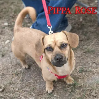Pippa Rose