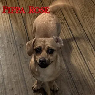 Pippa Rose