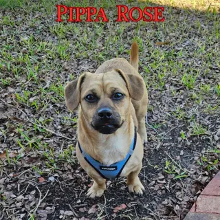 Pippa Rose