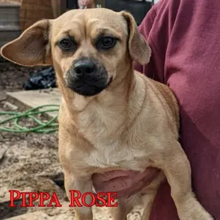Pippa Rose