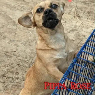 Pippa Rose