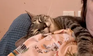 Fletcher =^.^=