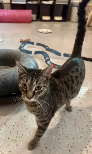 Fletcher =^.^=