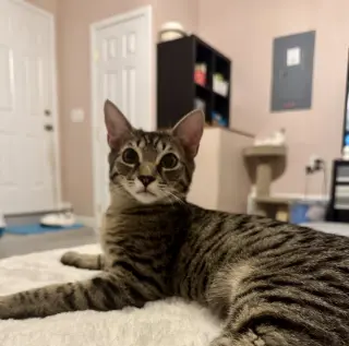 Fletcher =^.^=