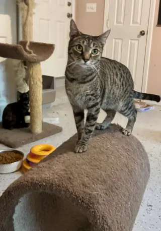 Fletcher =^.^=