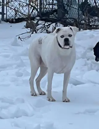 Rebel