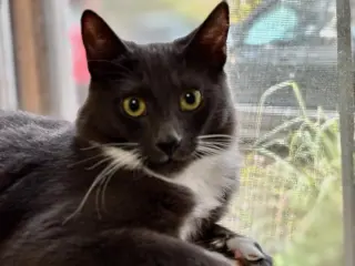 Milo