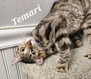 Temari