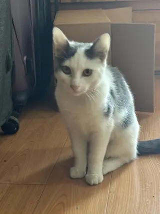 Asha