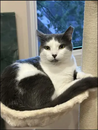 Smudge (FIV+)