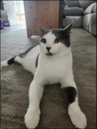 Smudge (FIV+)