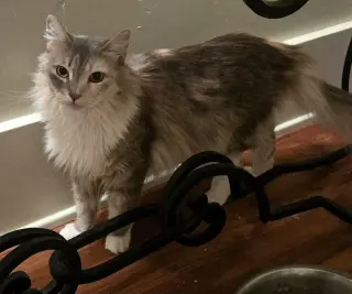 Serafina