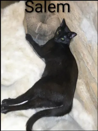 Salem