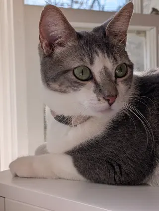 Paloma