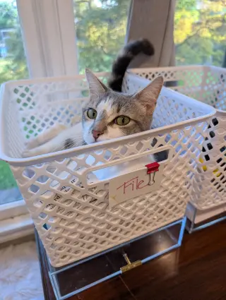 Paloma